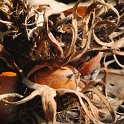 Corylus colurna fuits